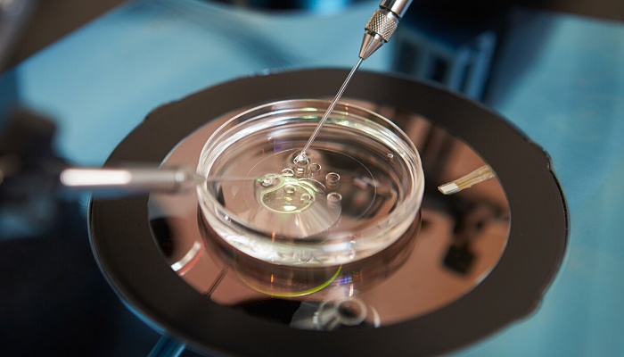 Human eggs being fertilized in preparation for IVF embryo transfer.