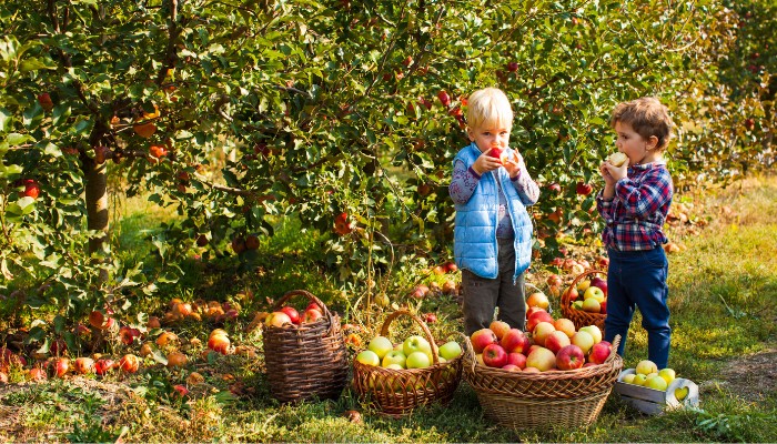 Kids Picking and Eating Apples at Orchard